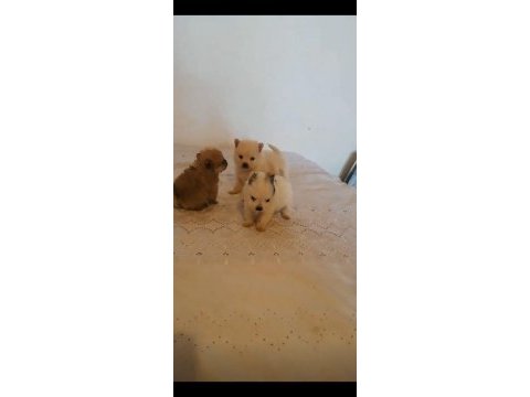 Acil verilecektir pomeranian erkek 3 yavru