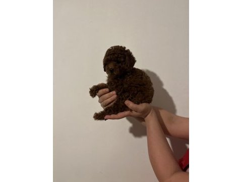 Kore dark red poodle bebekler