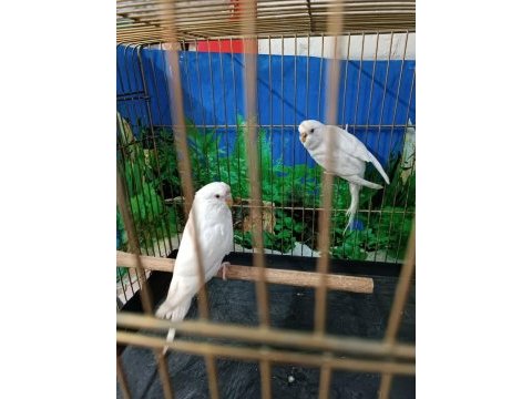 Albino muhabbet kuşu