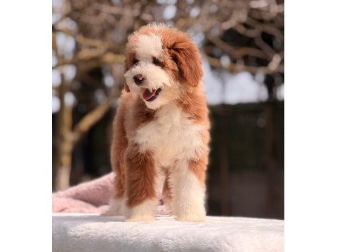 Standart dev poodle yavrular