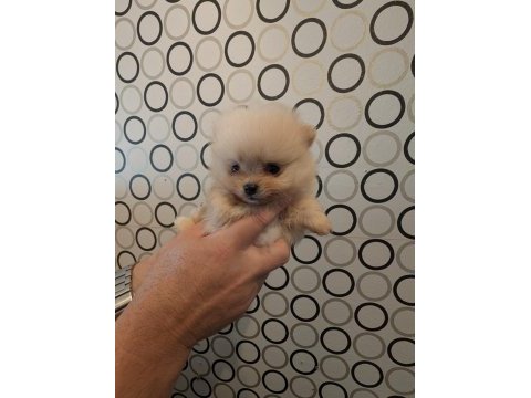 Şecere belgeli pomeranian boo