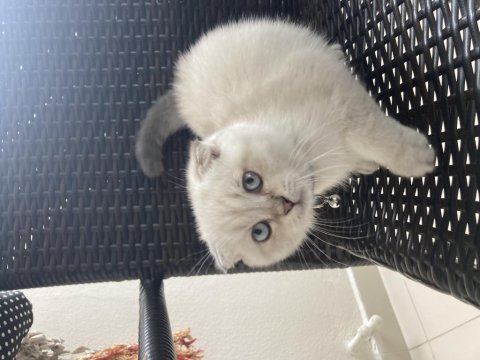 Scottish fold yavrumuza yeni bir yuva arıyorum