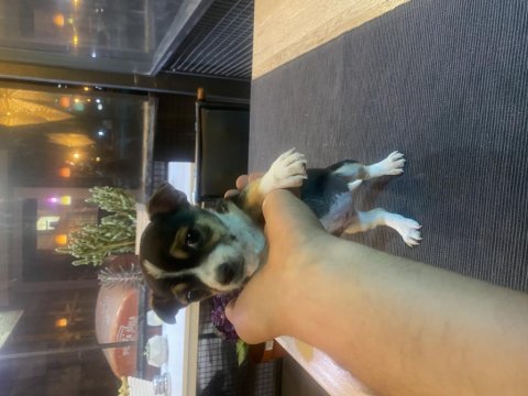 2 aylık chihuahua dişi yavru