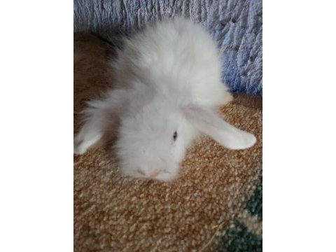 Teddy lop tavşan yavrular mavi göz