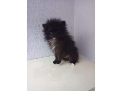 3 aylık pomeranian sahiplendirme