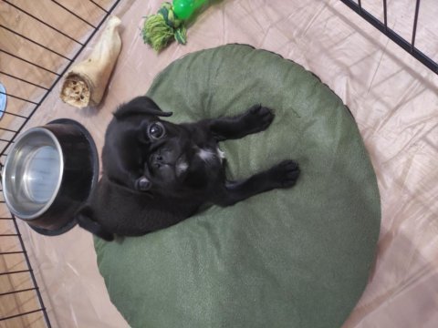 Siyah erkek pug yavru