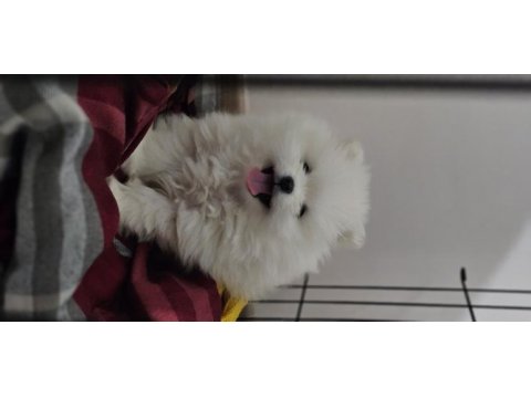 Pomeranian kızımız yeni ailesini arıyor