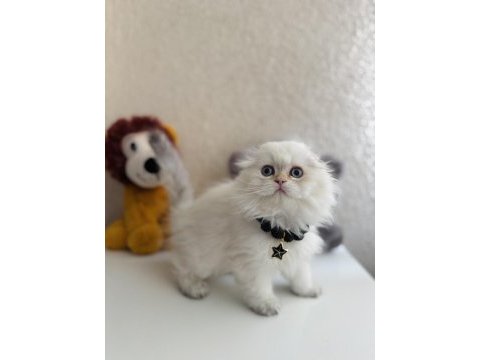 Scottish fold longhair