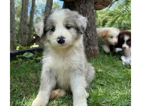 Border collie kapıda ödemeli çiftlik kredi kartı geçer