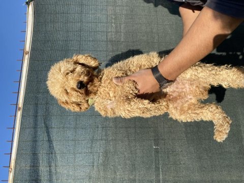1,5 yaş erkek toy poodle