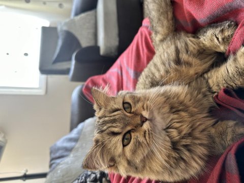 British longhair scottish fold karışımı