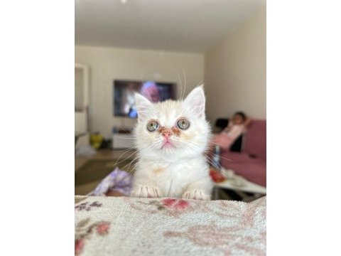 2.5 3 aylık british shorthair chinchilla yavrusu