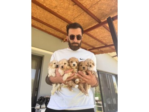 Maltipoo güzellikler