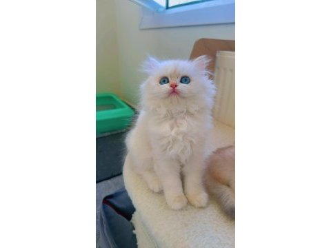 British longhair dişi