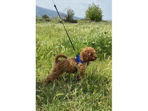Toy poodle dişi 4,5 aylık