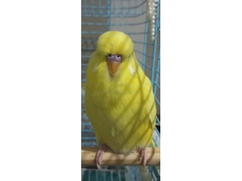 Lutino show kuşlar
