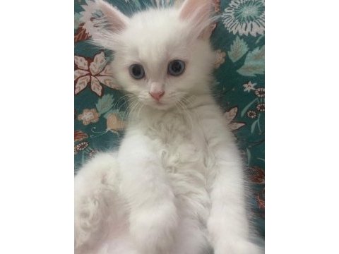 2.5 aylık erkek beyaz yavru british shorthair