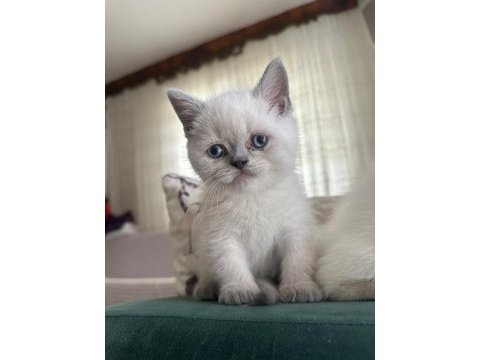 British shorthair dişi ve erkek