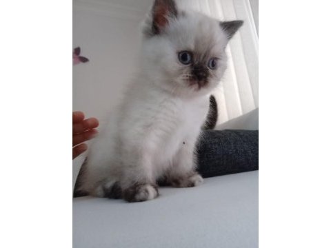 Blue point uygun puanlı kedimiz
