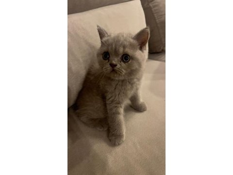 Gri renk ayı suratlı british shorthair