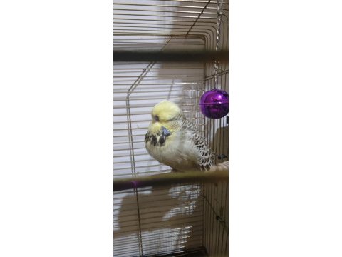 Show jumbo takım yavru muhabbet kuşu
