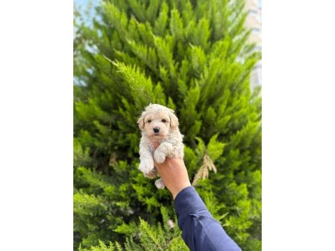 Tea cup maltipoo yavrularımız