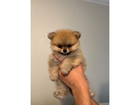 Pomeranıan boo ayı surat