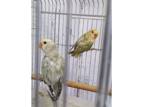 Yeni papağan ekibi hazır