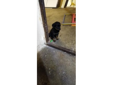 45 günlük dışı rottweiler