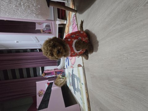Erkek toy poodle