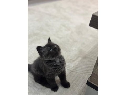 British shorthair erkek
