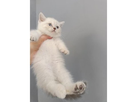 British shorthair linç point