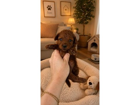 Büyümeyen boy red toy poodle