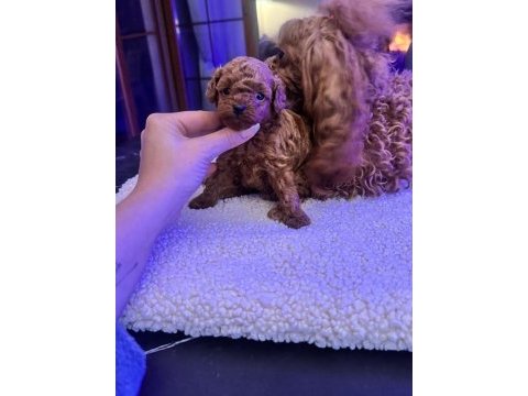 Ankaranın en seçkin kore tea cup poodle yavruları