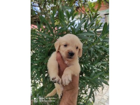 Apartman hayatına alışkın maltipoo yavrularımız