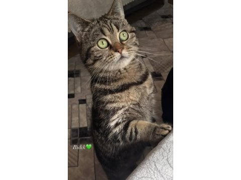 Scottish straight tabby