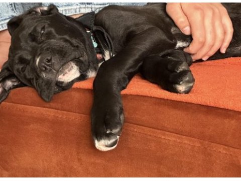 Dişi cane corso yetişkin