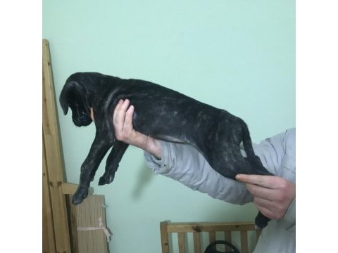 A kalite presa canario dişi