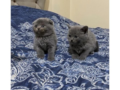 Blue ve blue point scottish fold yavrular