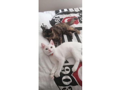 Satılık cins yavru kedimiz
