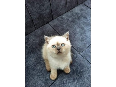 Antalya british shorthair kedilerimiz