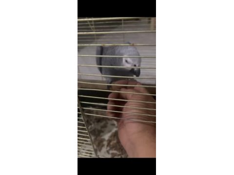 Yarı evcil konuşan jako papağanı