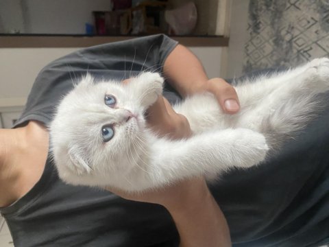 2 buçuk aylık yavru scottish fold kedim badem