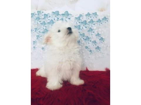 Maltese yakışıklım