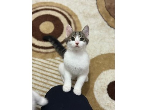 Bu minik kedilere yuva arıyoruz