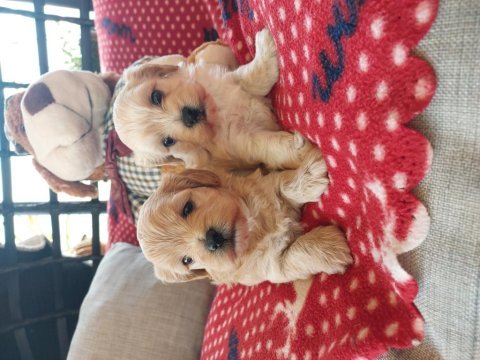 Orjinal kore maltipoo yavrularımız ust düzey