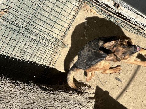 Şecereli anne ve baba yarışma köpeği alman kurdu