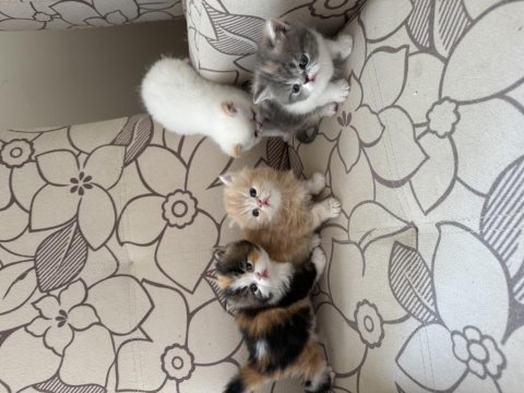 2 aylık iran persian be exotic shorthair yavru kediler