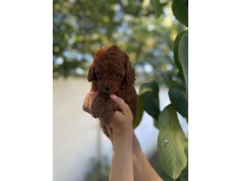Toy poodle yavrularımız