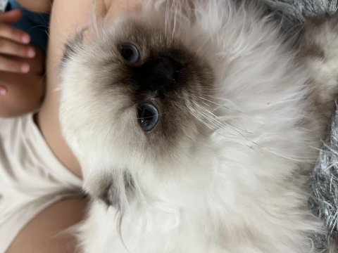 Ev kedisi british longhair